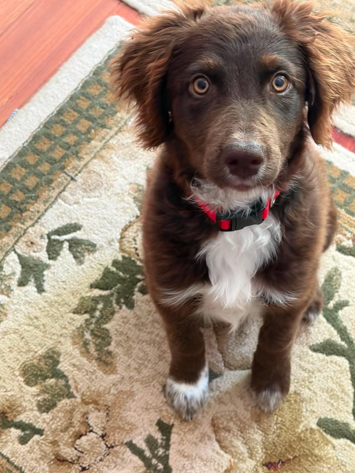 Hurshy, adopted, Young Male Australian Shepherd & Border Collie.
