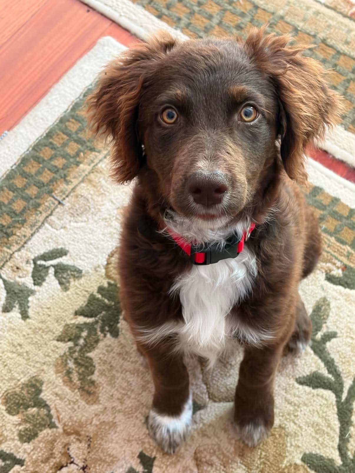 Hurshy, an adopted mixed breed in Campton, KY image 3/3