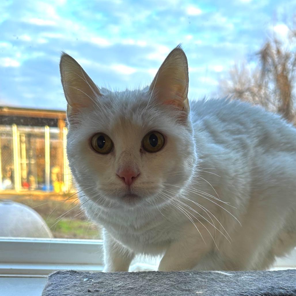 Enlarge Bella, a Adoptable Domestic Short Hair in Cleveland, MS image 1/1