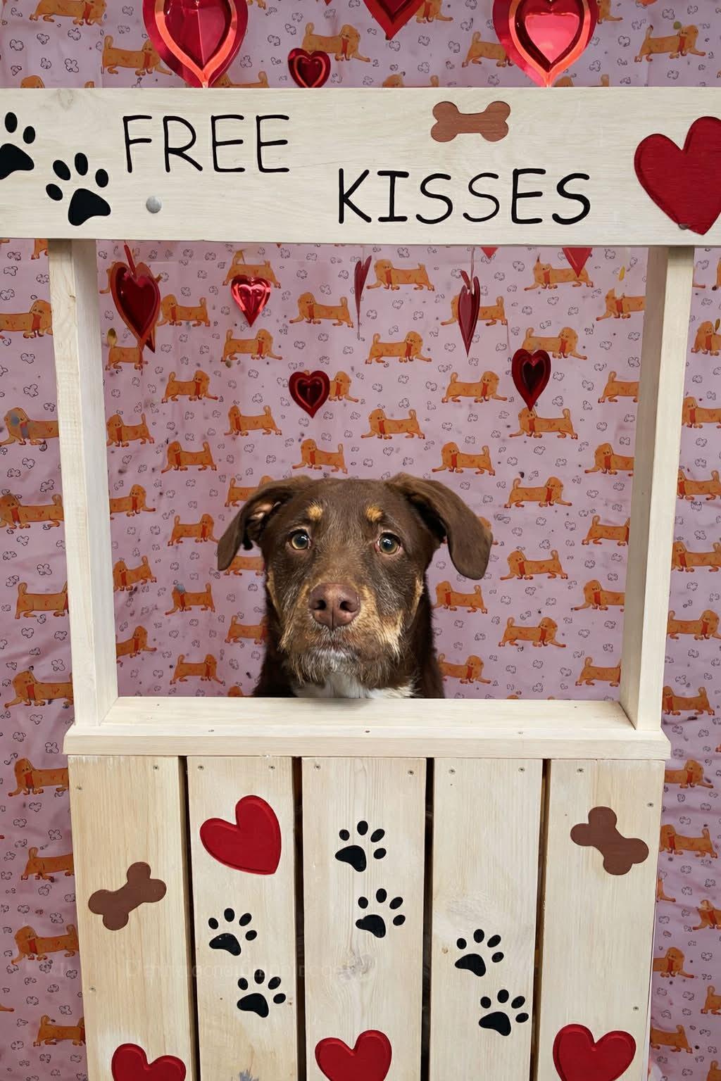 Gino, a ADOPTABLE mixed breed in Wahnapitae, ON image 4/4