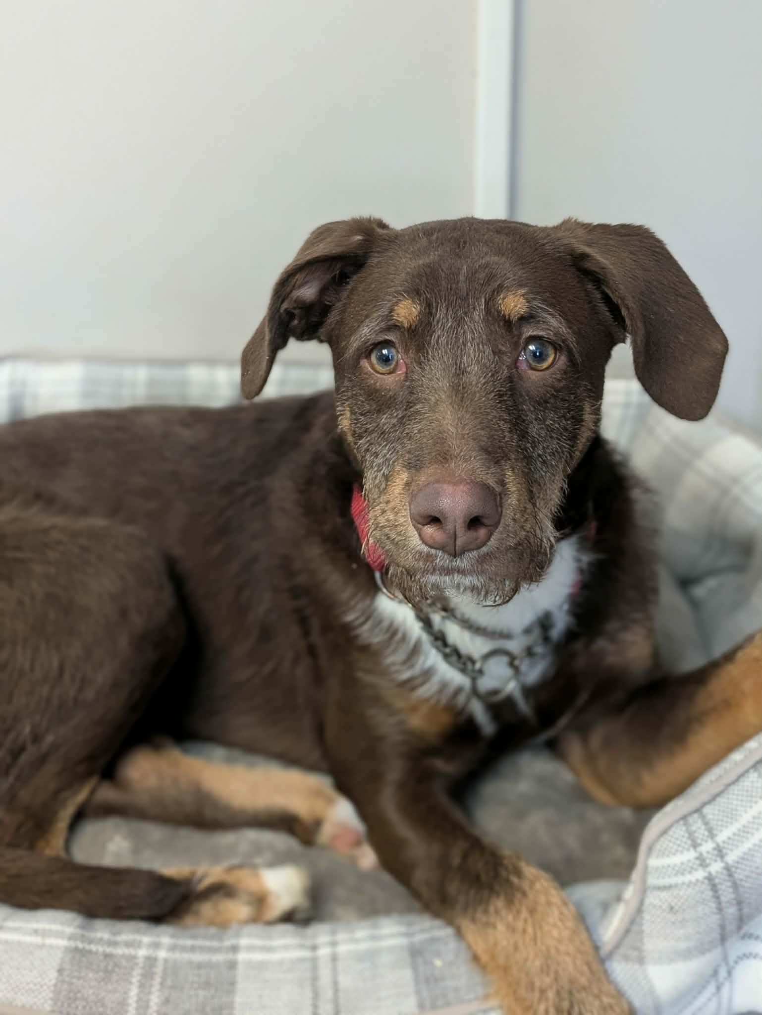 Gino, ADOPTABLE, Young Male Terrier.