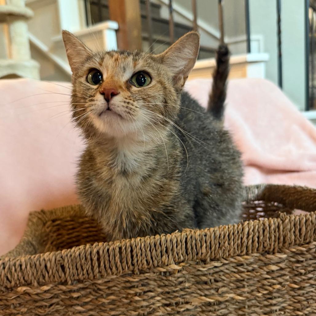 Ellie, a Adoptable Domestic Short Hair in Flower Mound, TX image 1/6