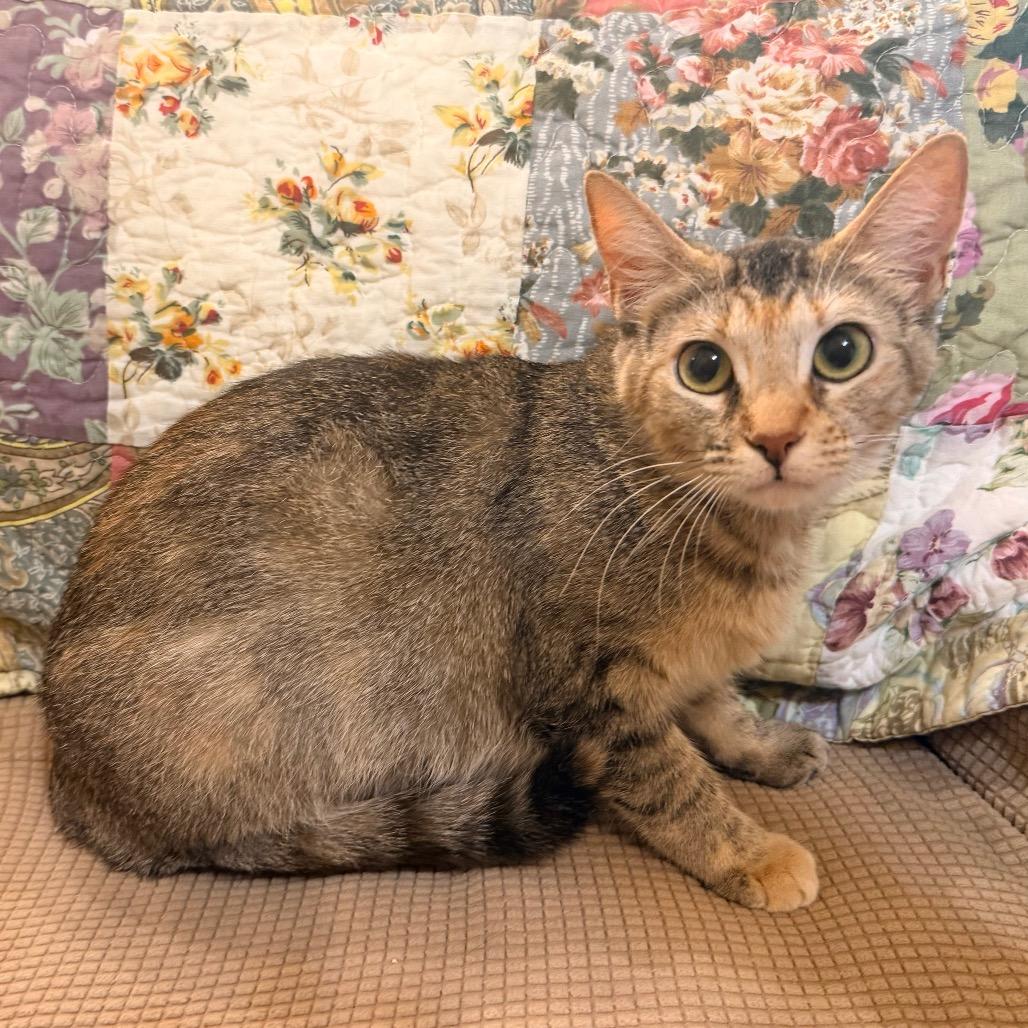 Ellie, a Adoptable Domestic Short Hair in Flower Mound, TX image 2/6