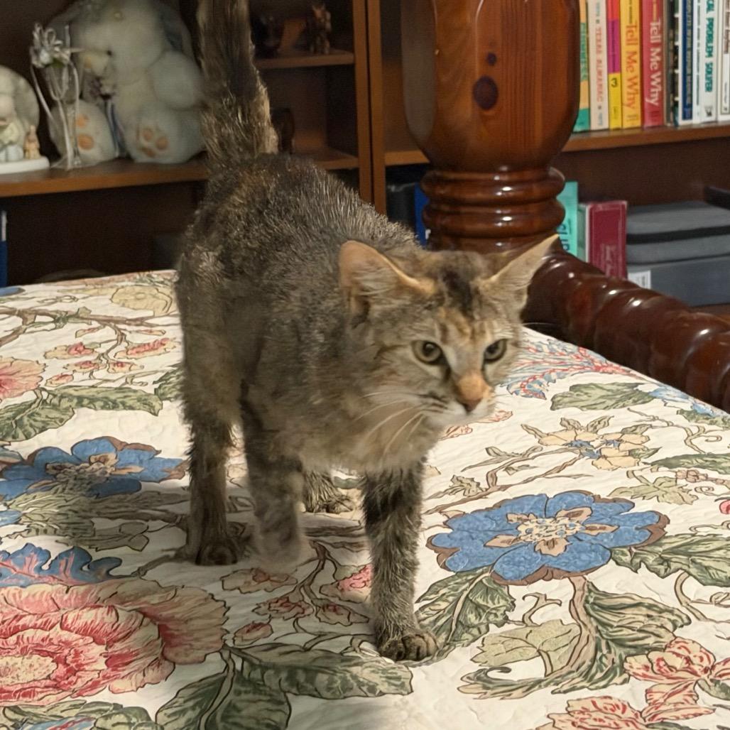 Ellie, a Adoptable Domestic Short Hair in Flower Mound, TX image 3/6