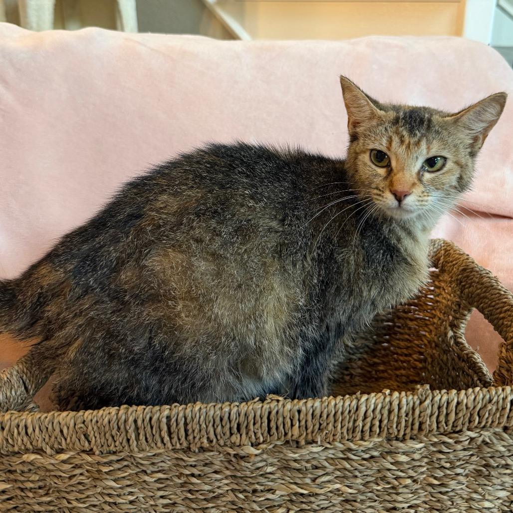 Ellie, a Adoptable Domestic Short Hair in Flower Mound, TX image 4/6