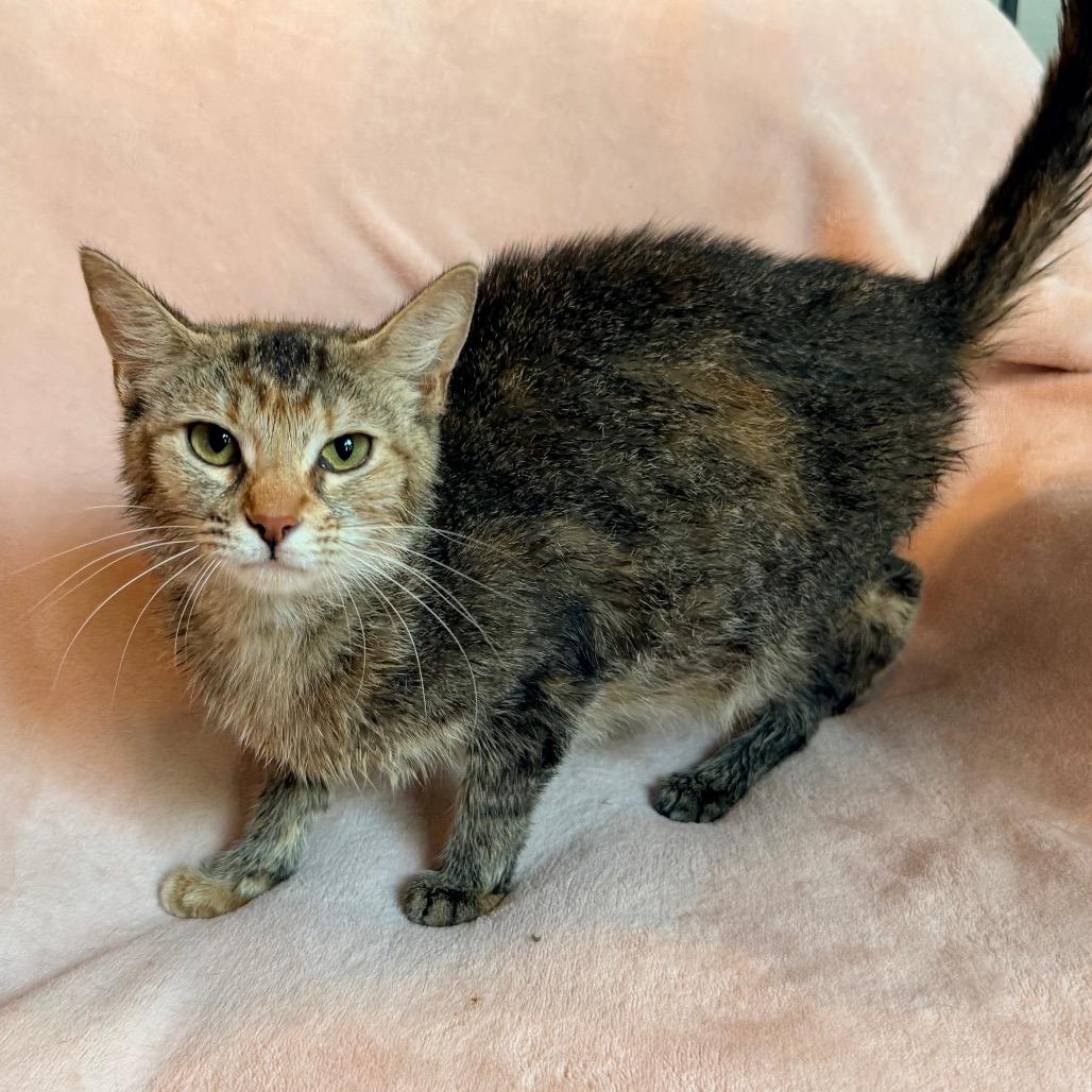 Ellie, a Adoptable Domestic Short Hair in Flower Mound, TX image 5/6