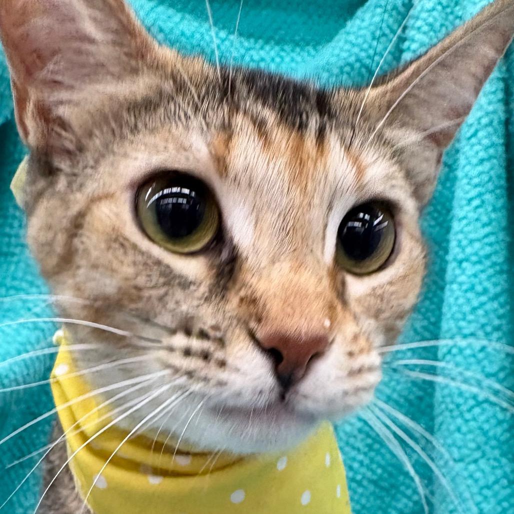 Ellie, a Adoptable Domestic Short Hair in Flower Mound, TX image 5/6