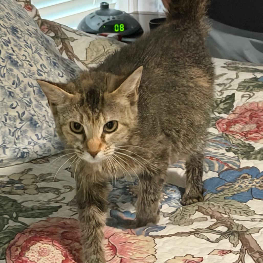 Ellie, a Adoptable Domestic Short Hair in Flower Mound, TX image 6/6