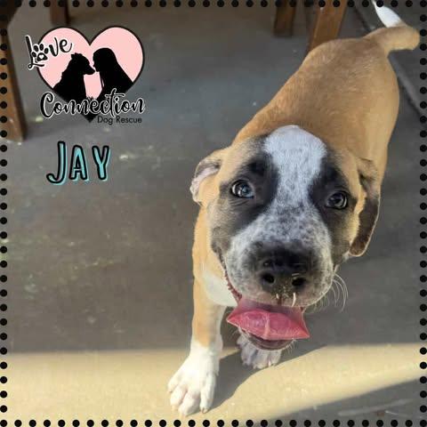 Jay, Baby Male Australian Cattle Dog / Blue Heeler
