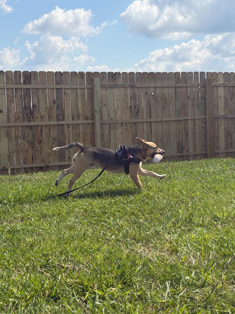 Woody, Adoptable, Young Male German Shepherd Dog & Mixed Breed.