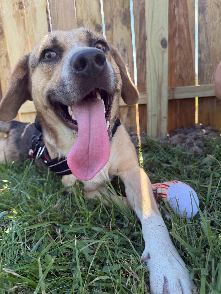 Enlarge Woody, a Adoptable mixed breed in Centralia, IL image 2/3