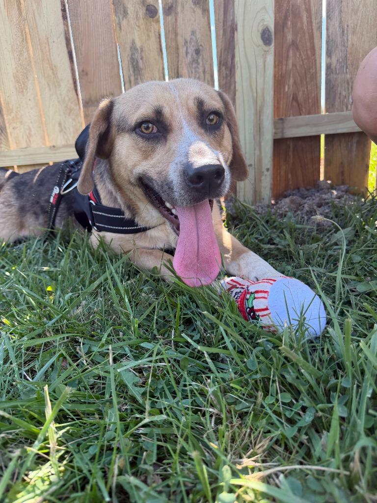 Enlarge Woody, a Adoptable mixed breed in Centralia, IL image 3/3