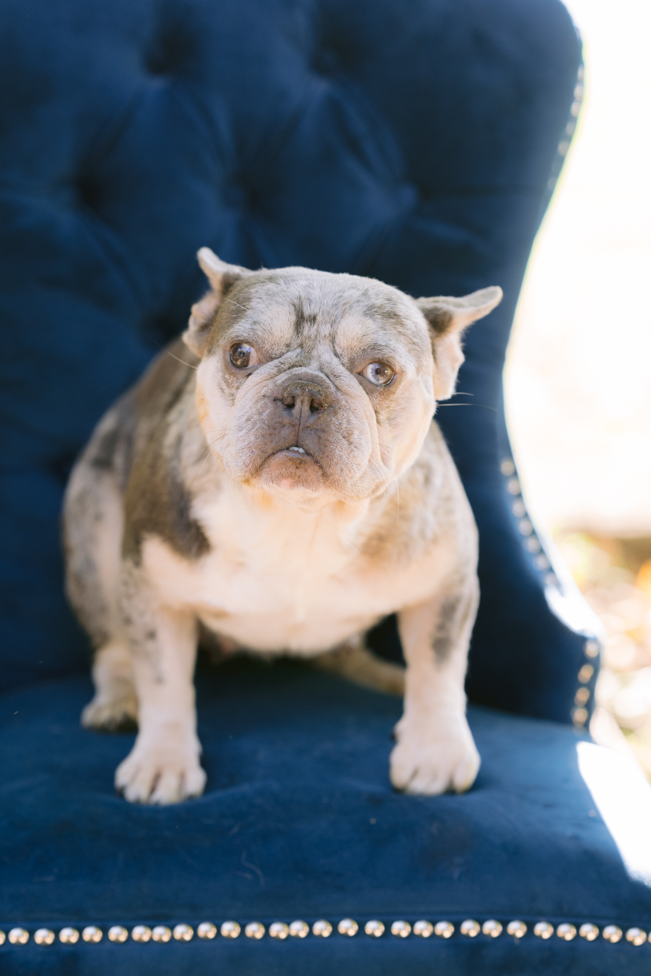 Dog for adoption Elise, a French Bulldog in Zionsville, IN Petfinder