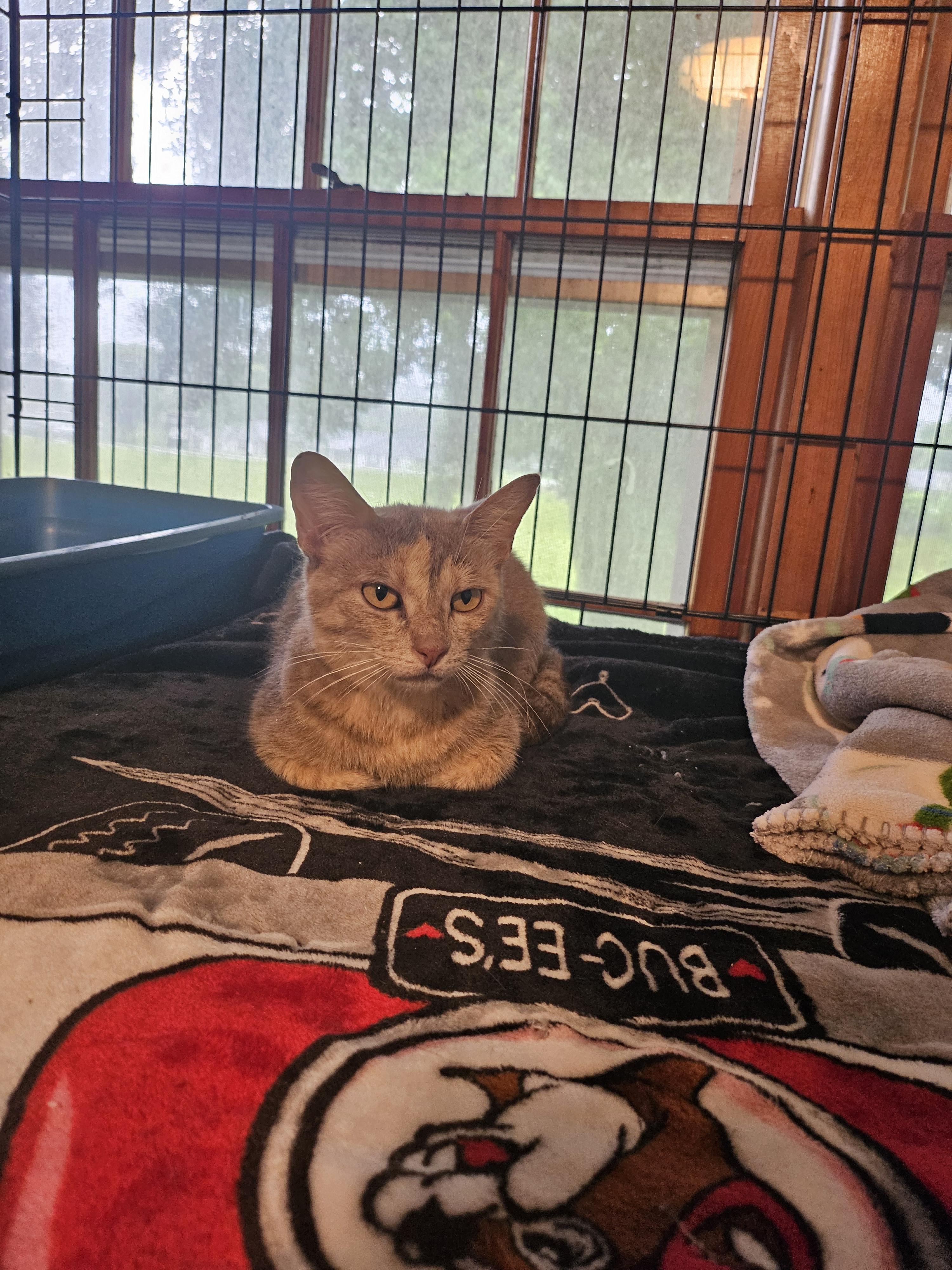 Saffron, a Adoptable mixed breed in Lynchburg, TN image 1/6