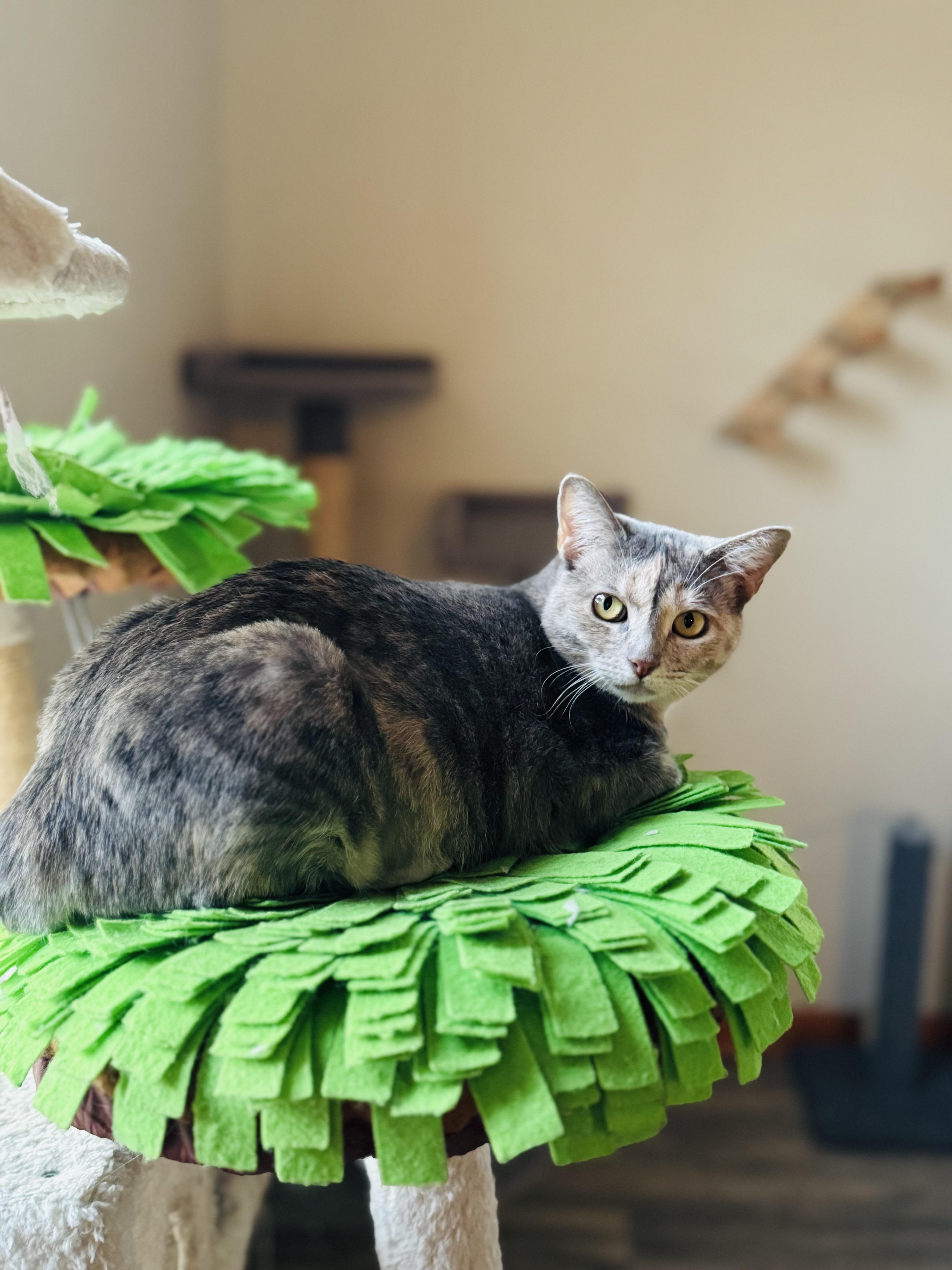 Saffron, a Adoptable mixed breed in Lynchburg, TN image 2/6