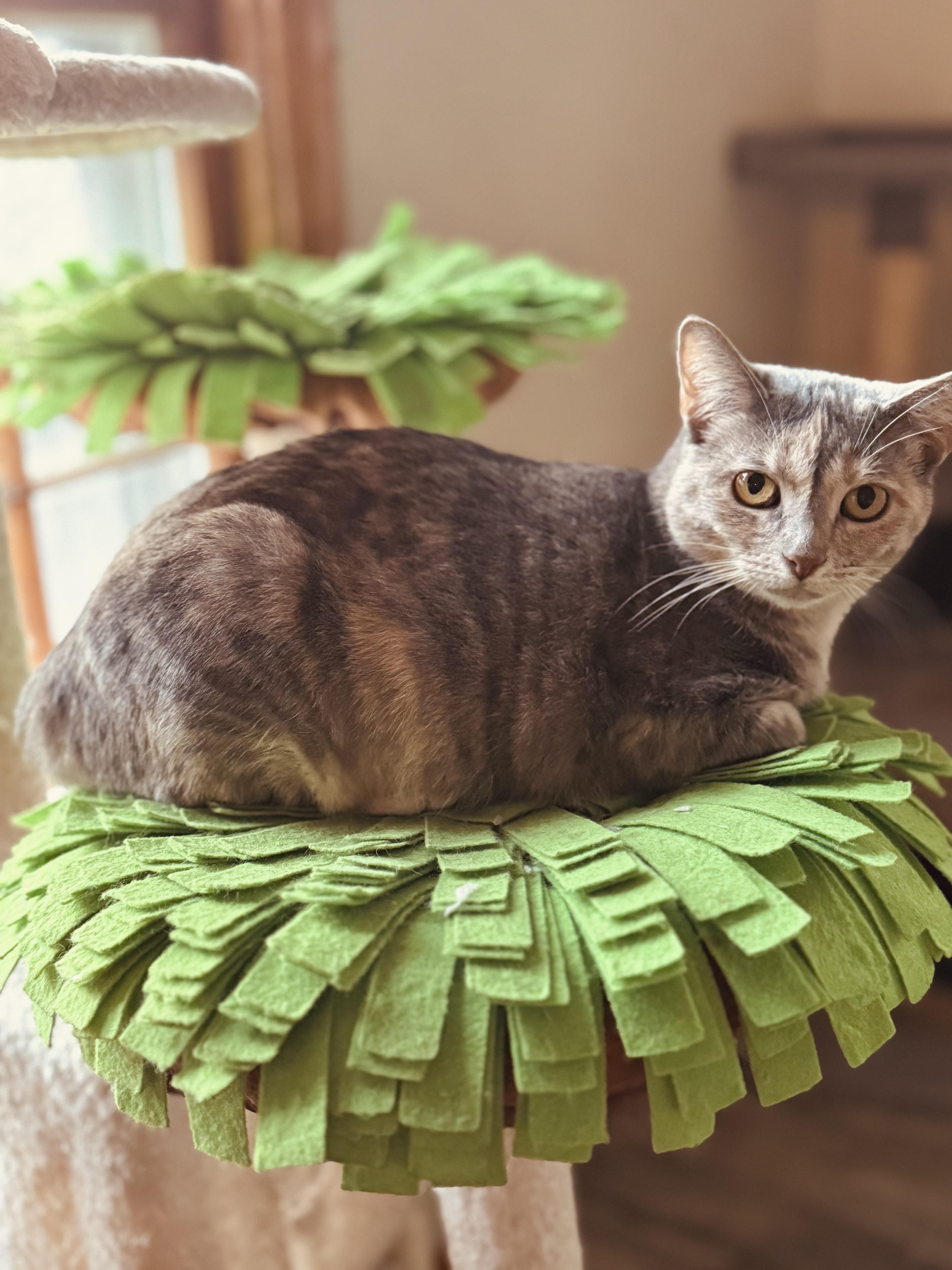 Saffron, a Adoptable mixed breed in Lynchburg, TN image 3/6