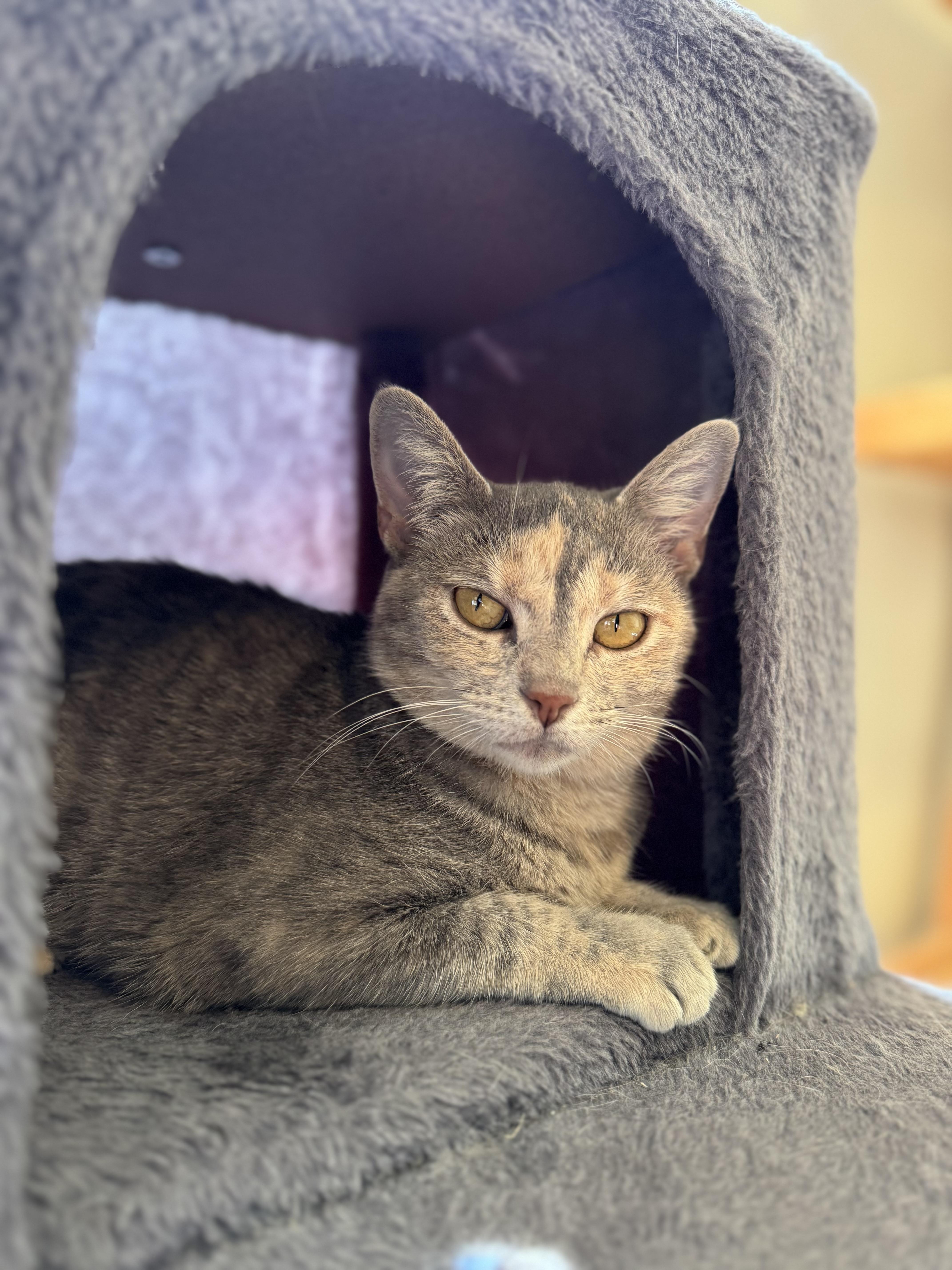 Saffron, a Adoptable mixed breed in Lynchburg, TN image 4/6