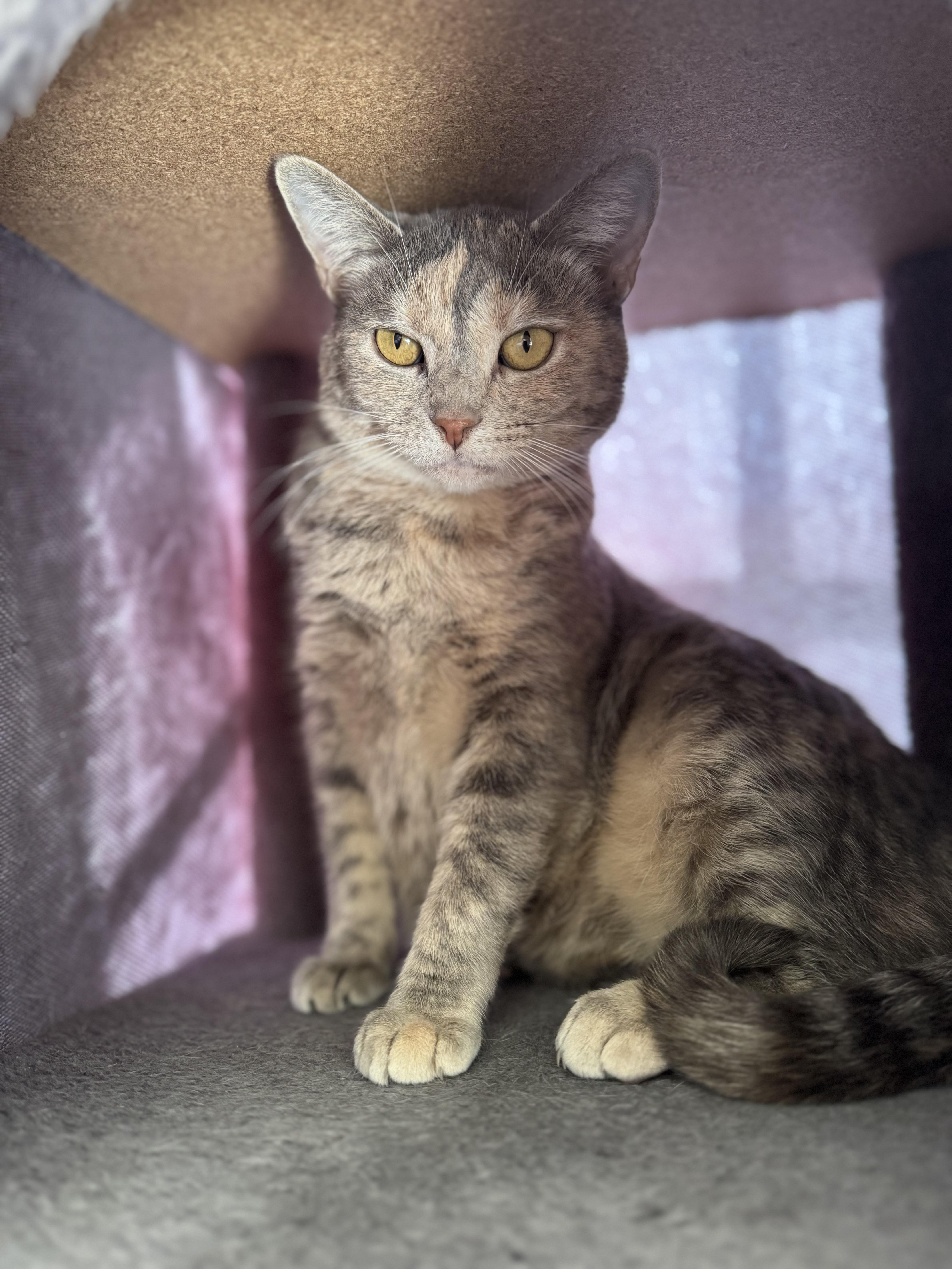 Saffron, a Adoptable mixed breed in Lynchburg, TN image 5/6