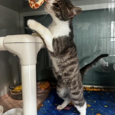 Enlarge Fortune, a Adoptable Domestic Short Hair in Hutchinson, MN image 3/3