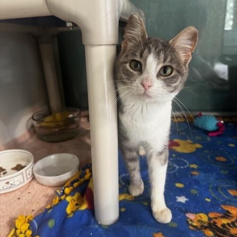 Fortune, Adoptable, Young Female Domestic Short Hair.