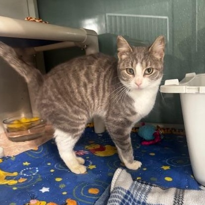 Enlarge Fortune, a Adoptable Domestic Short Hair in Hutchinson, MN image 2/3