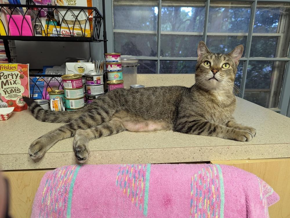 Winston Steve, Adoptable, Adult Male Domestic Short Hair.