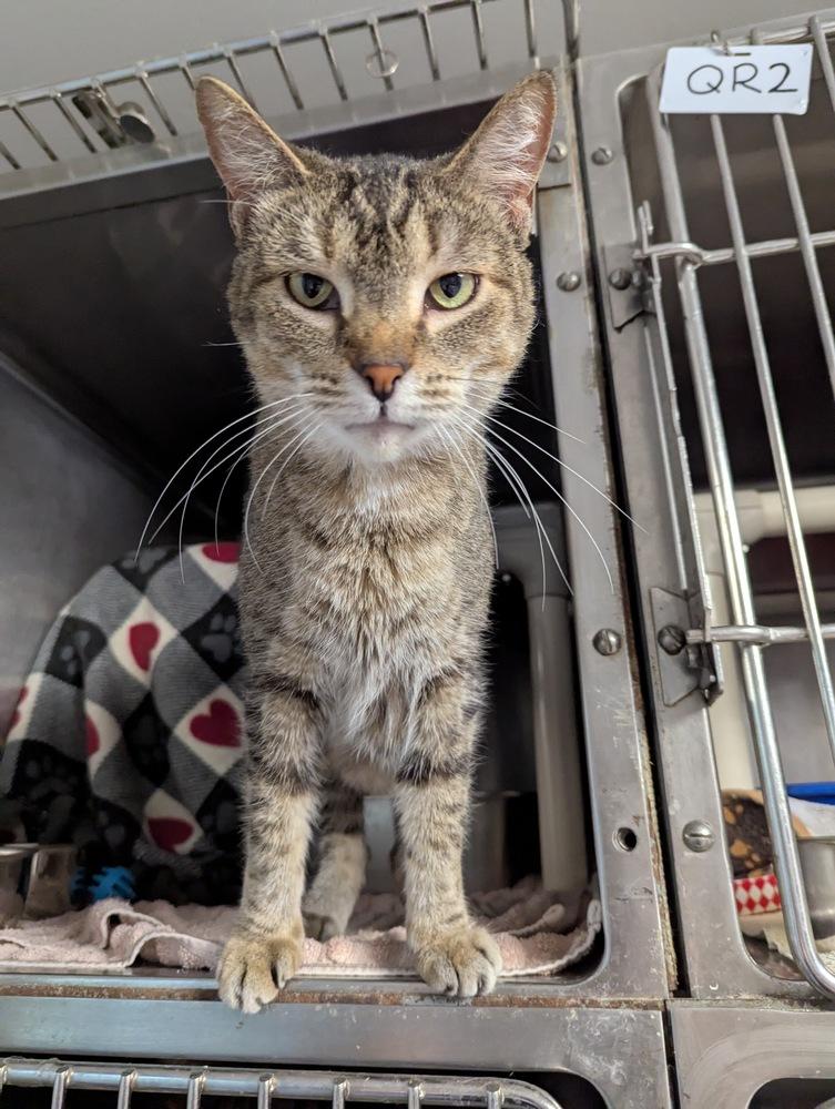 Enlarge Winston Steve, a Adoptable Domestic Short Hair in Wheaton, IL image 3/6