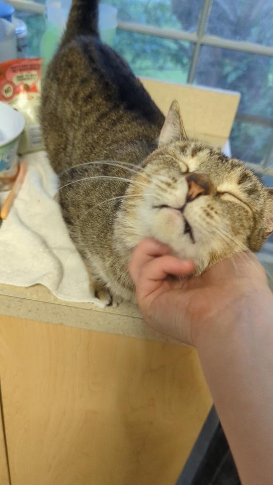 Enlarge Winston Steve, a Adoptable Domestic Short Hair in Wheaton, IL image 4/6