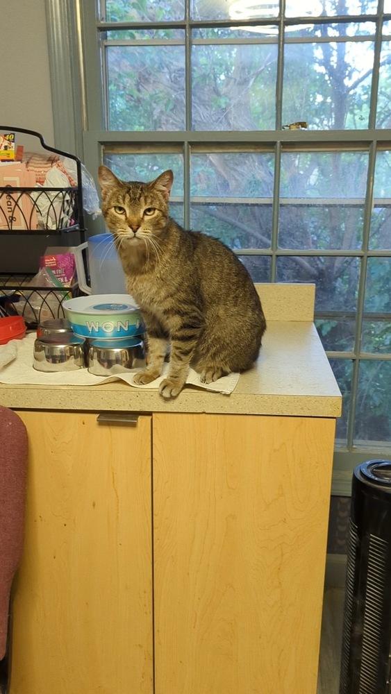 Enlarge Winston Steve, a Adoptable Domestic Short Hair in Wheaton, IL image 5/6