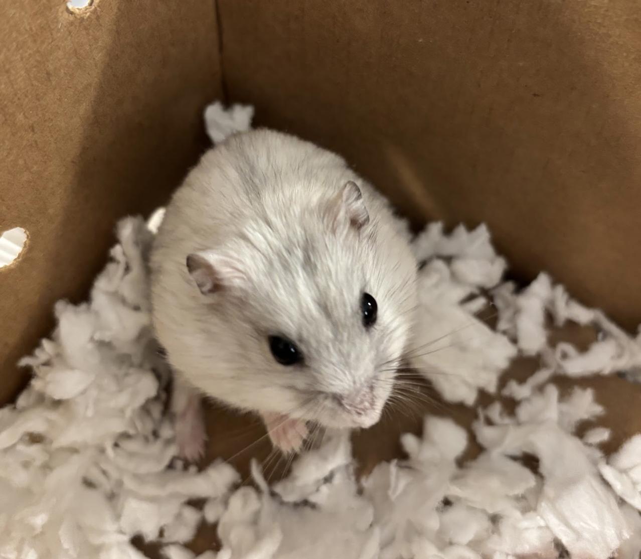 Grayson, adopted, Adult Male Dwarf Hamster & Hamster.