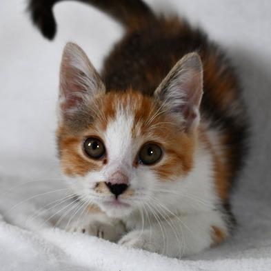 Ms. Marvel, a Adoptable Domestic Short Hair in Johnson City, TN image 1/4