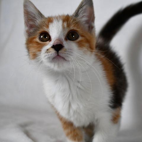 Ms. Marvel, a Adoptable Domestic Short Hair in Johnson City, TN image 2/4
