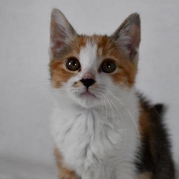 Ms. Marvel, a Adoptable Domestic Short Hair in Johnson City, TN image 3/4