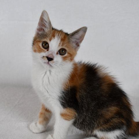 Ms. Marvel, a Adoptable Domestic Short Hair in Johnson City, TN image 4/4