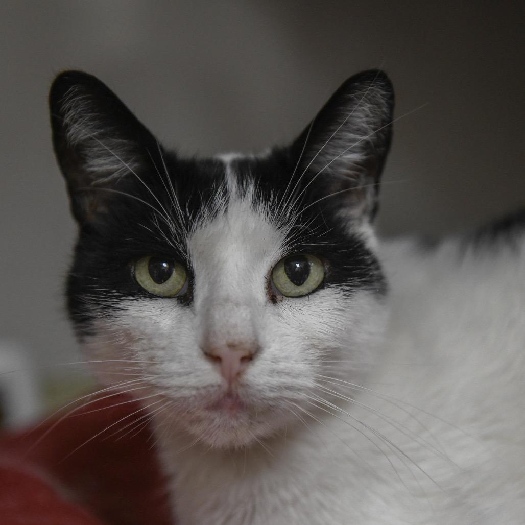 Leo, Adoptable, Senior Male Domestic Short Hair.