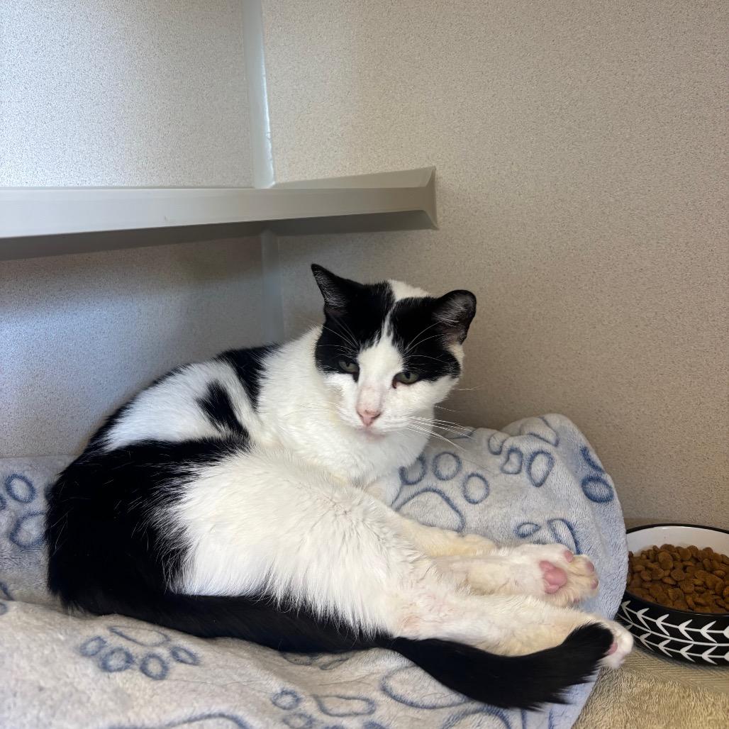 Enlarge Leo, a Adoptable Domestic Short Hair in Redwood City, CA image 2/5