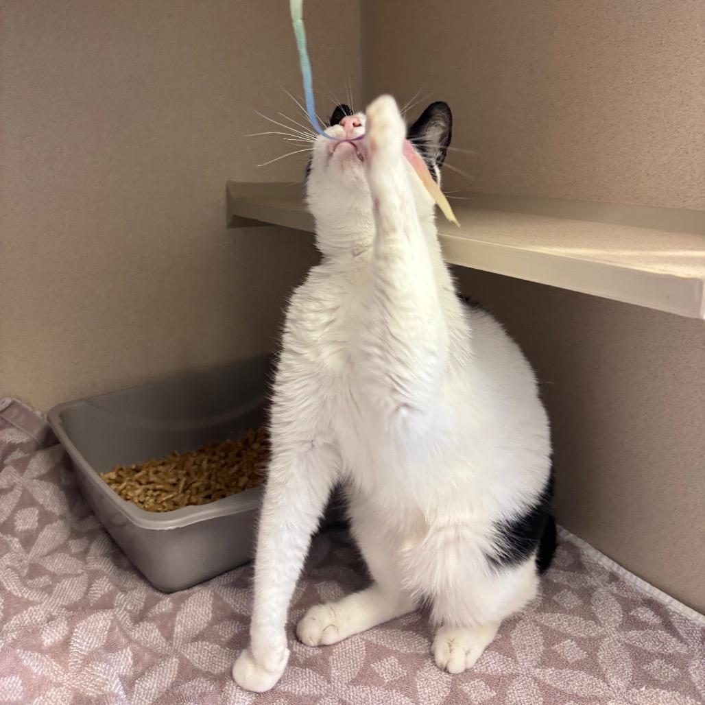 Enlarge Leo, a Adoptable Domestic Short Hair in Redwood City, CA image 3/5