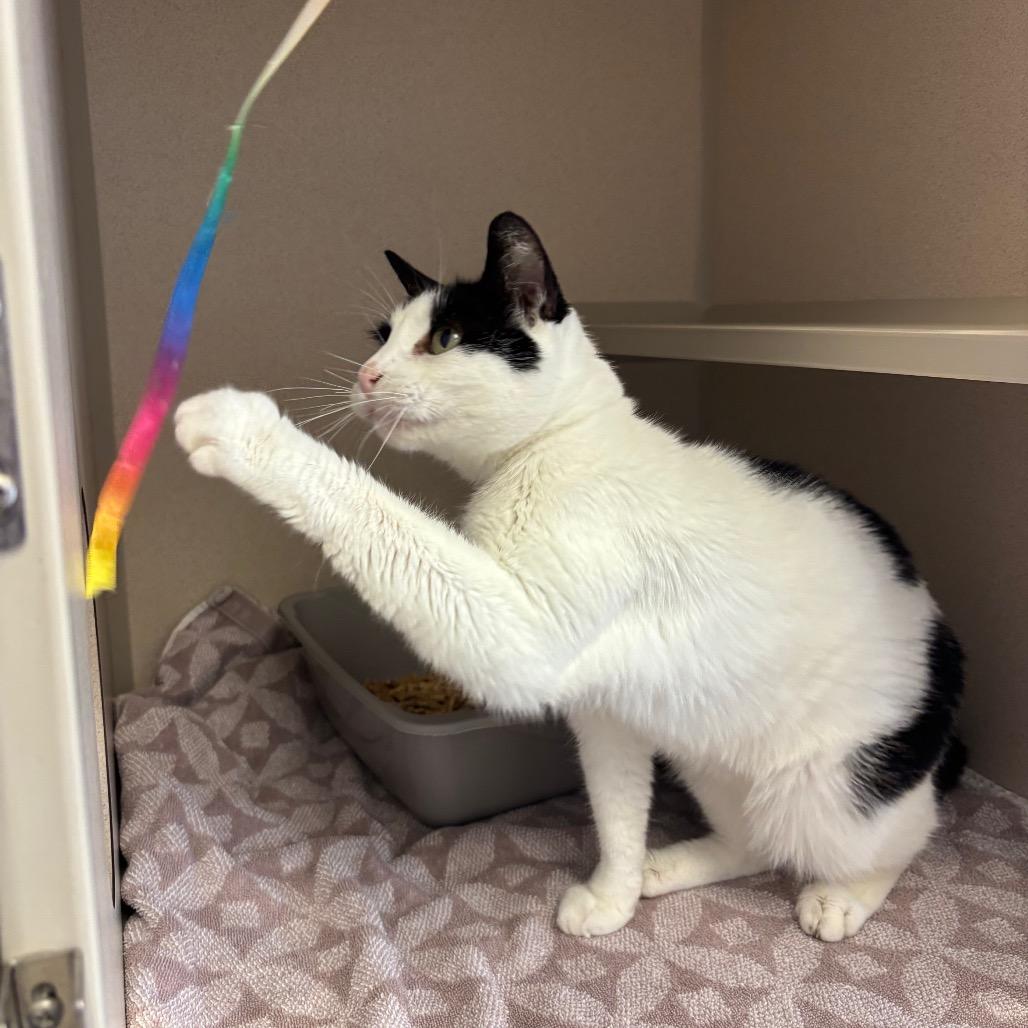 Enlarge Leo, a Adoptable Domestic Short Hair in Redwood City, CA image 4/5