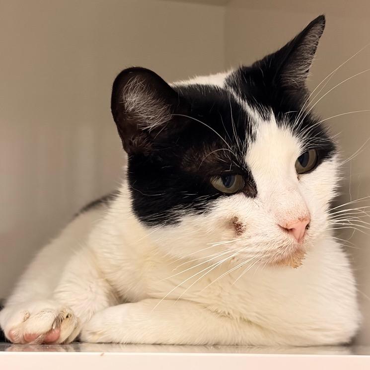 Enlarge Leo, a Adoptable Domestic Short Hair in Redwood City, CA image 5/5