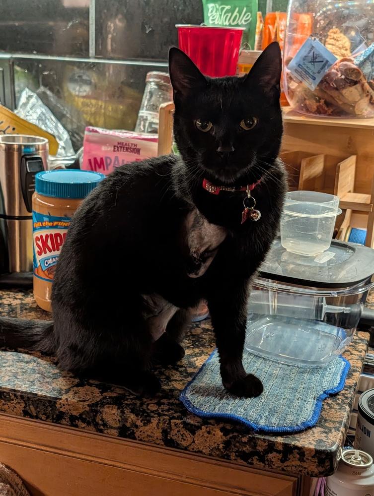 Enlarge Eileen, a Adoptable Domestic Short Hair in Statesville, NC image 1/1