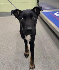 Enlarge Patricia, a Adoptable mixed breed in Kansas City, MO image 1/1