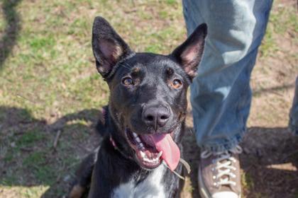 Patricia, Adoptable, Adult Female Shepherd & Mixed Breed.