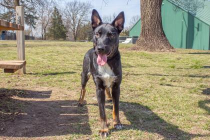 Patricia, a Adoptable mixed breed in Kansas City, MO image 2/3