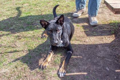Patricia, a Adoptable mixed breed in Kansas City, MO image 3/3