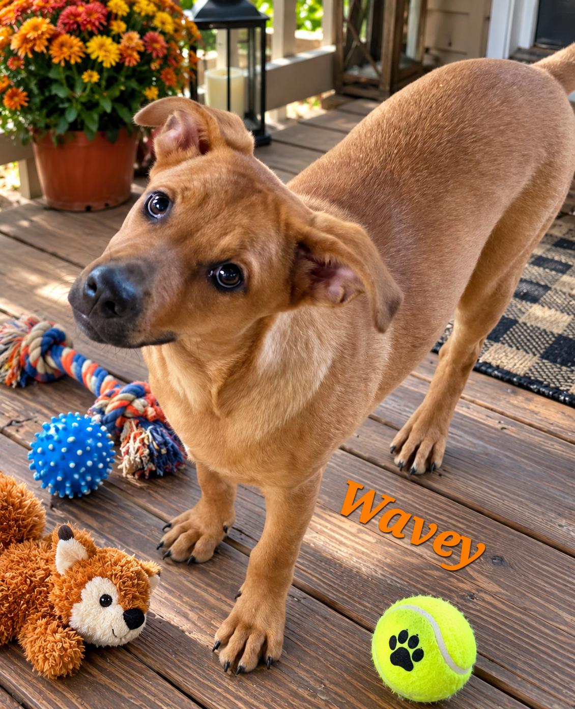 Wavey, Adoptable, Puppy Female Labrador Retriever & Beagle.