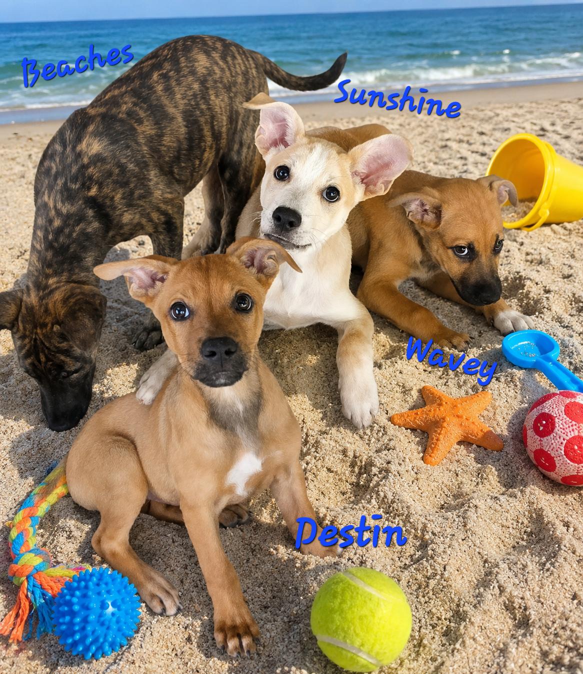 Enlarge Wavey, a Adoptable mixed breed in Watertown, CT image 3/4