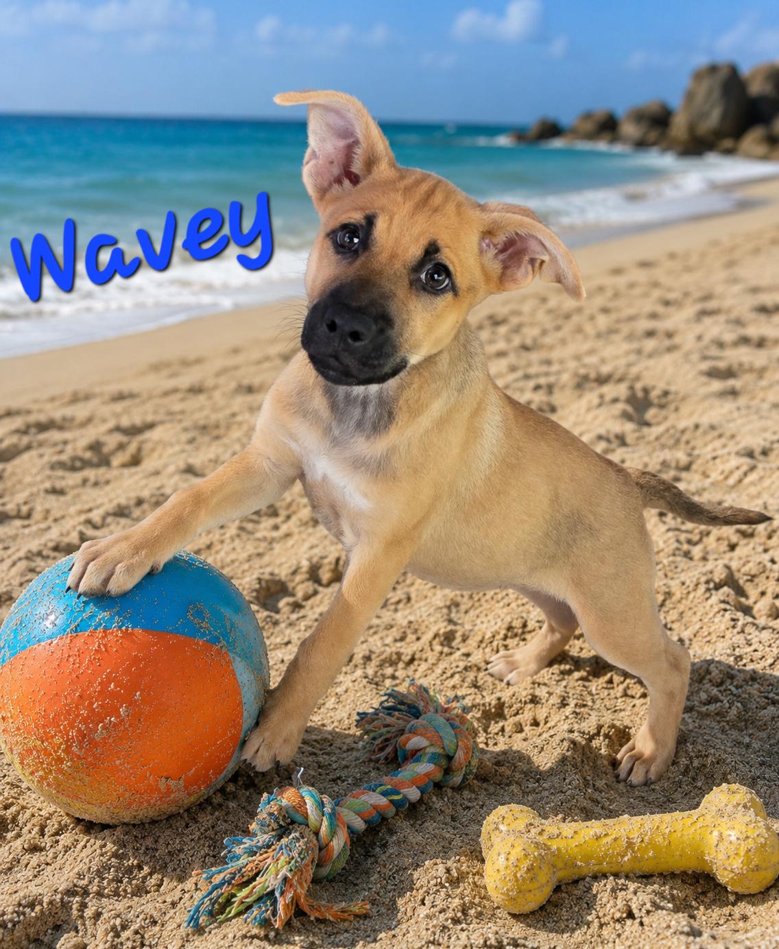 Enlarge Wavey, a Adoptable mixed breed in Watertown, CT image 2/4