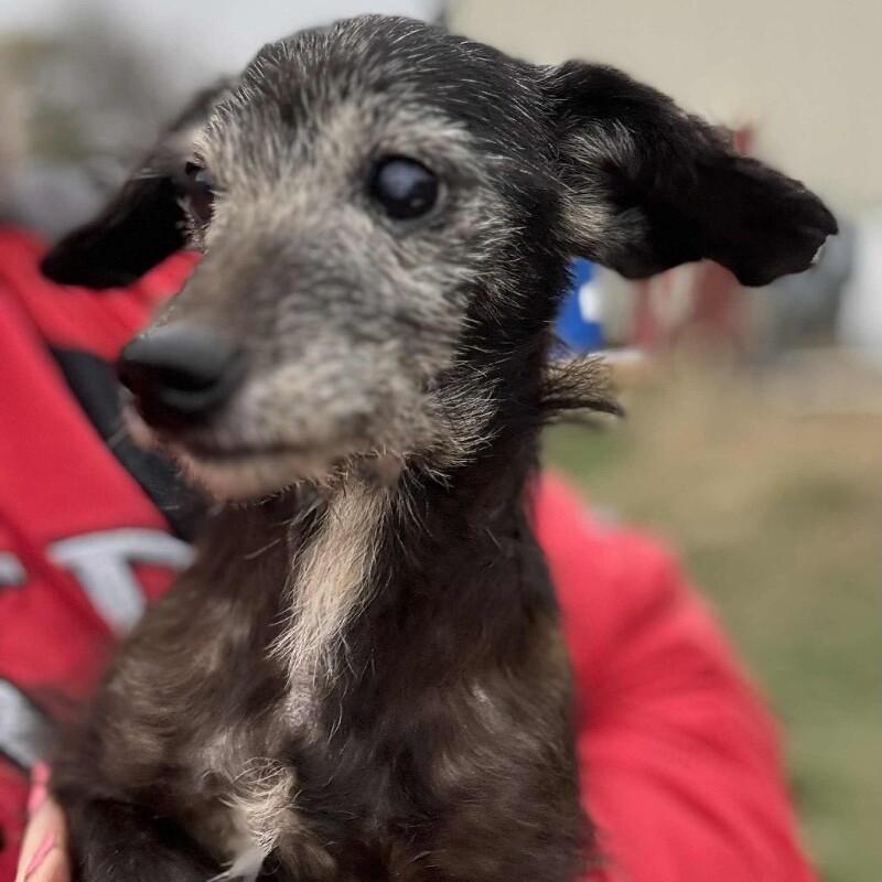 Darby, Adoptable, Adult Male Chihuahua & Dachshund.