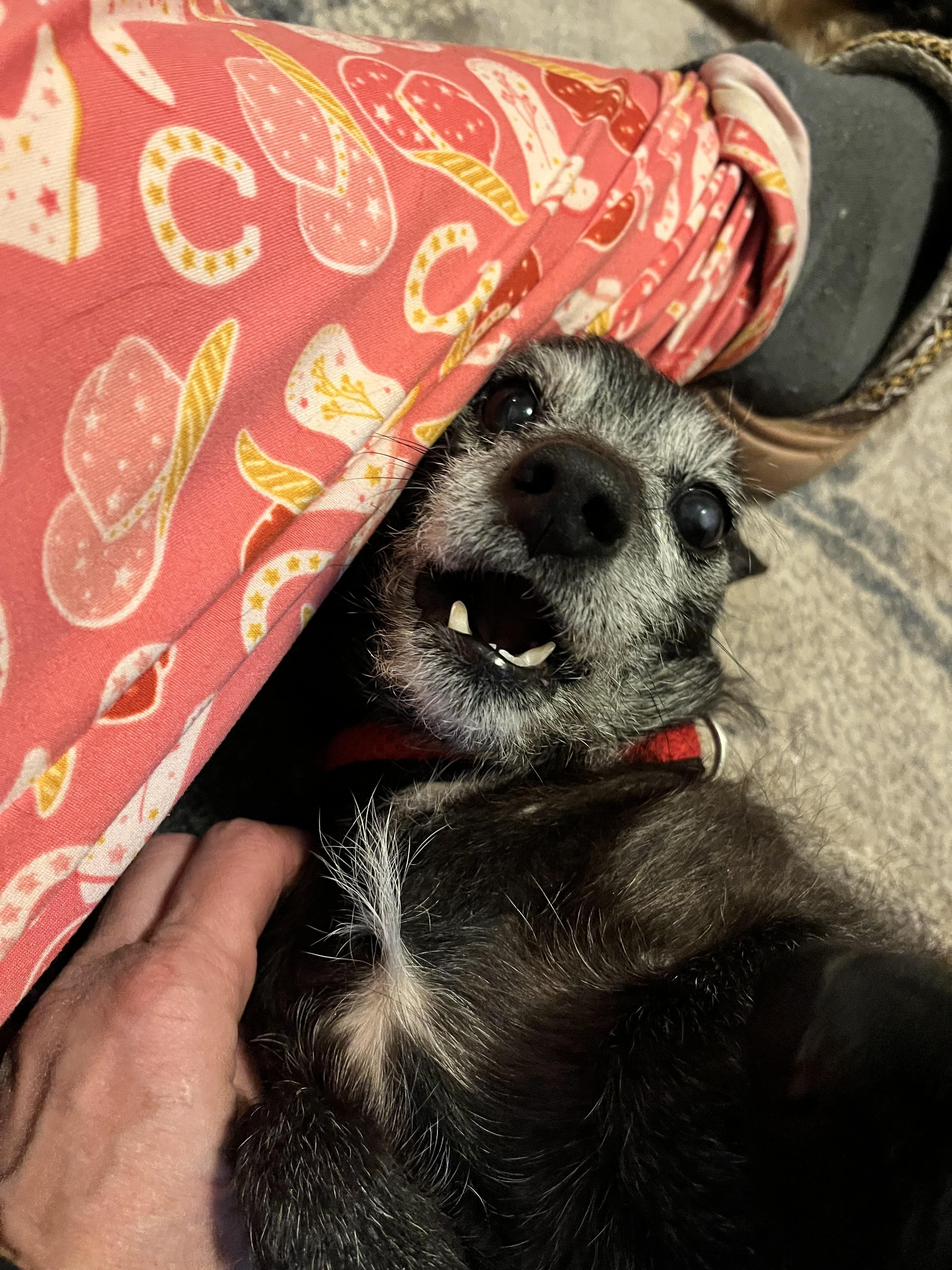 Enlarge Darby, a Adoptable mixed breed in Windsor, CO image 2/6