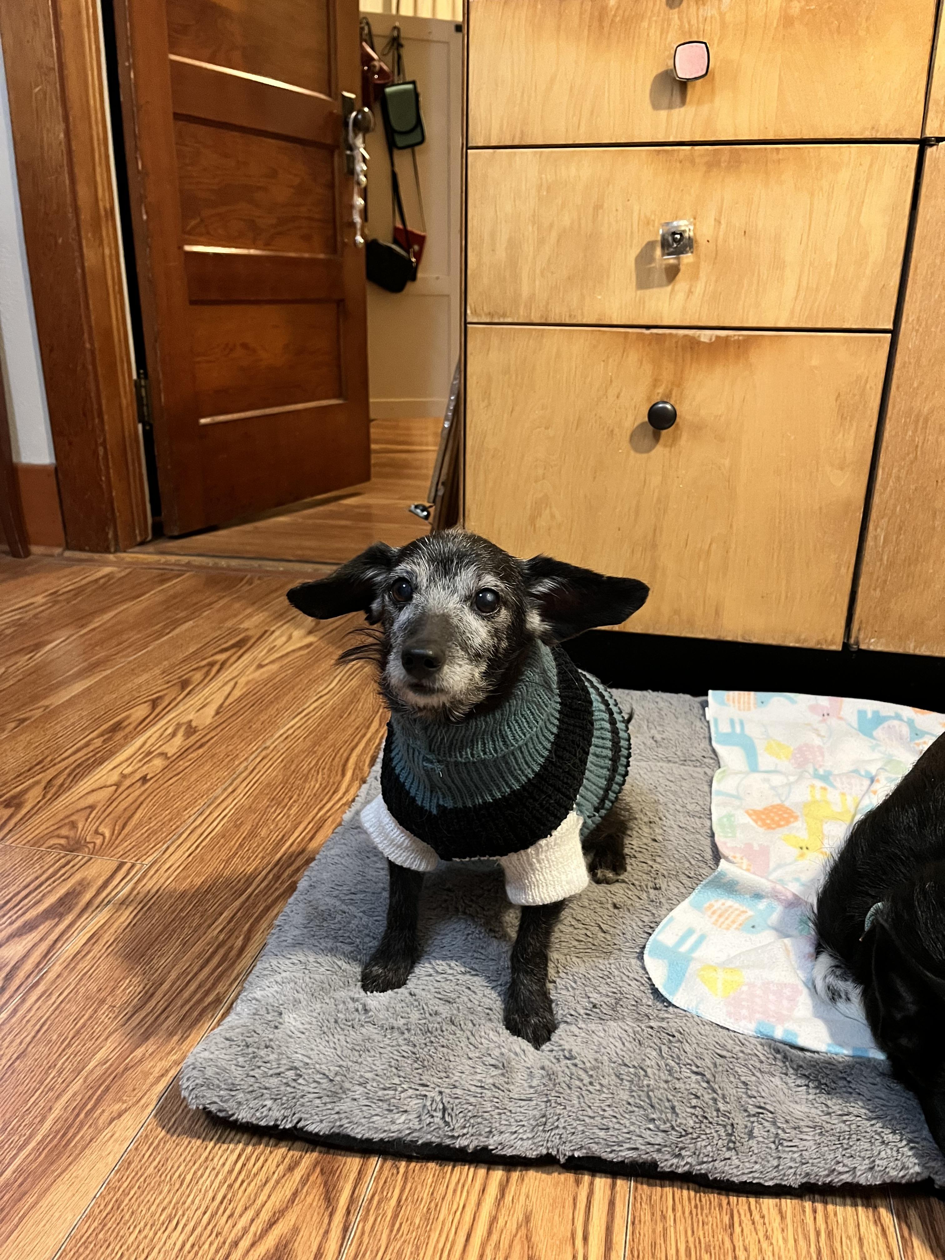 Enlarge Darby, a Adoptable mixed breed in Windsor, CO image 3/6